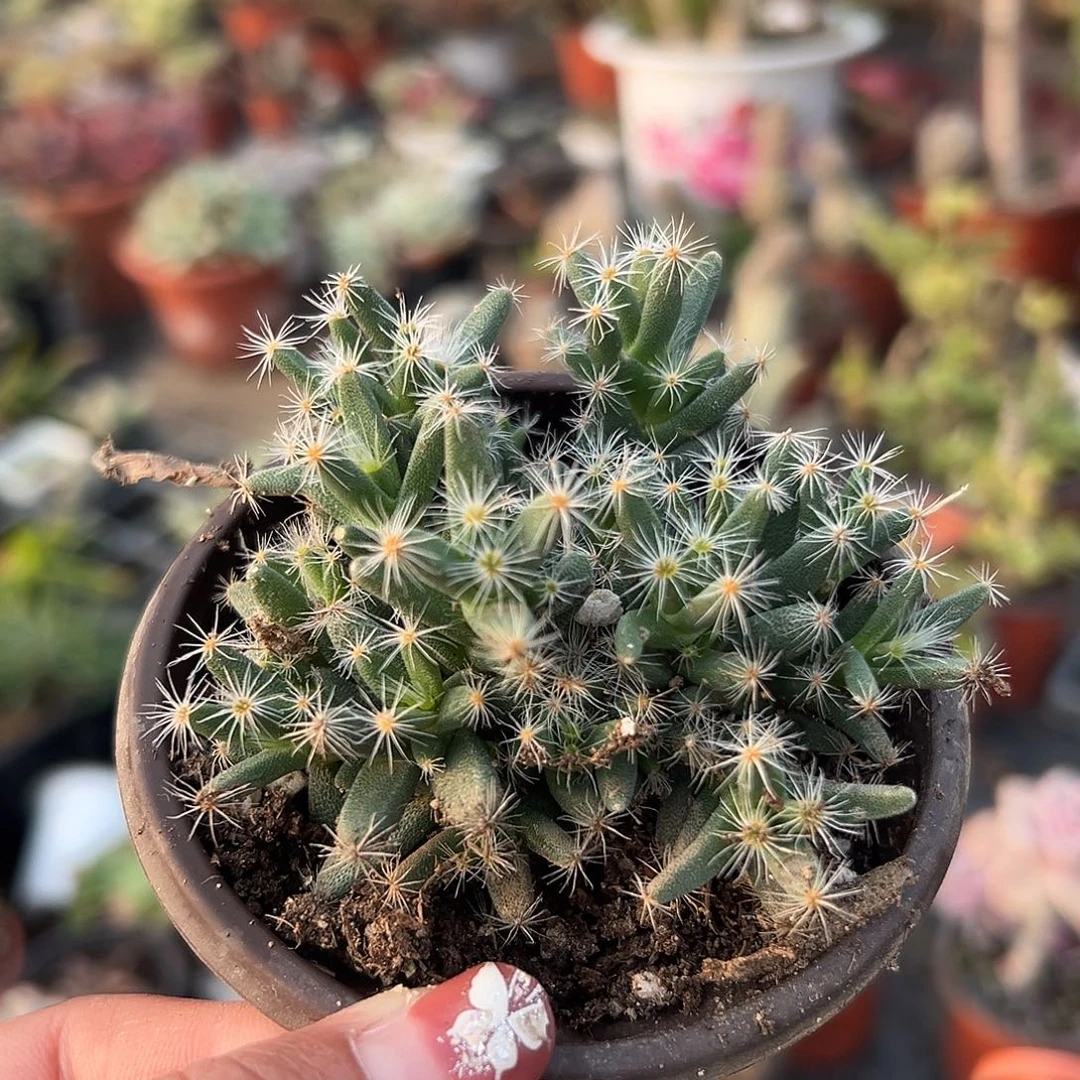 多肉植物紫晃星开花