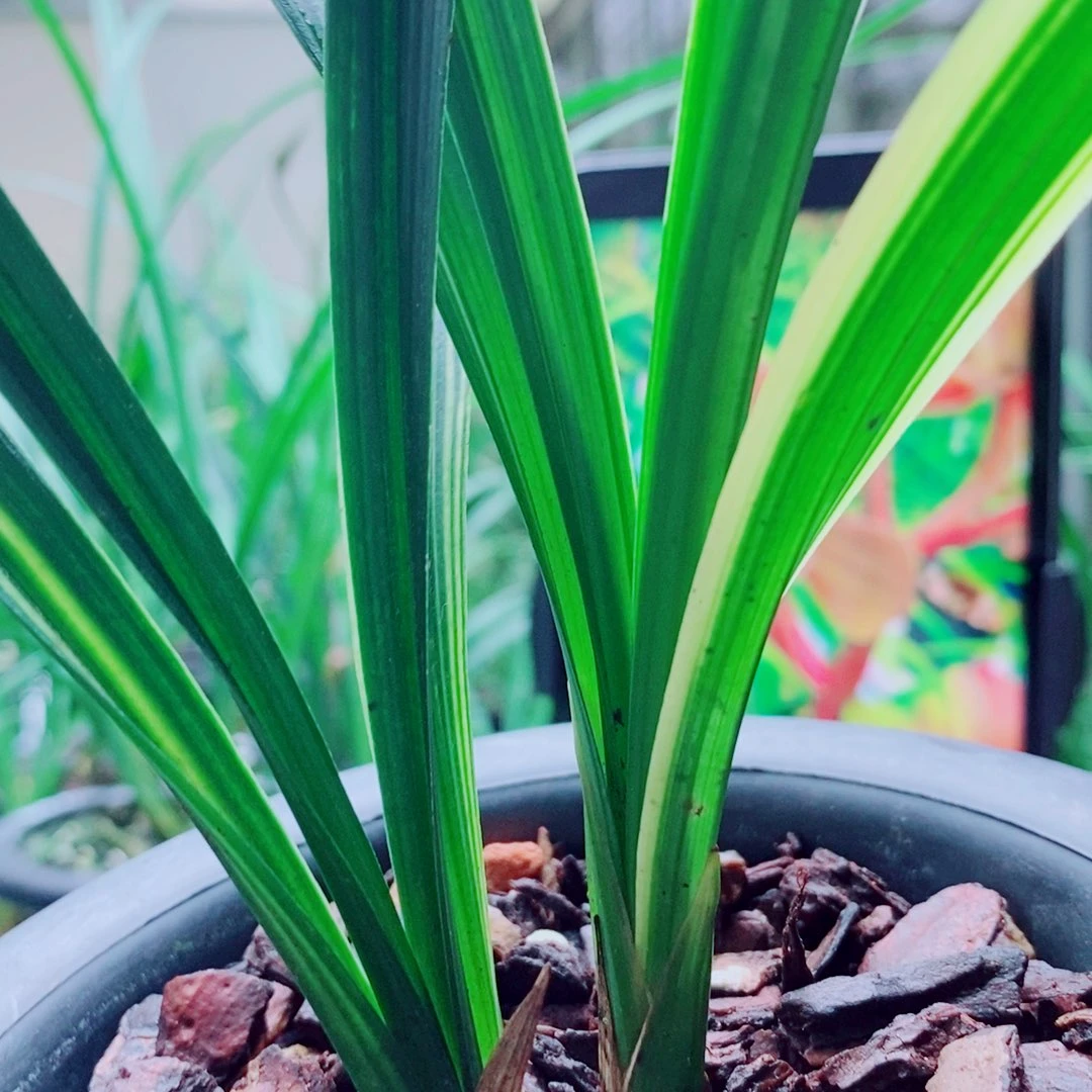当前无花栽培后可以开花