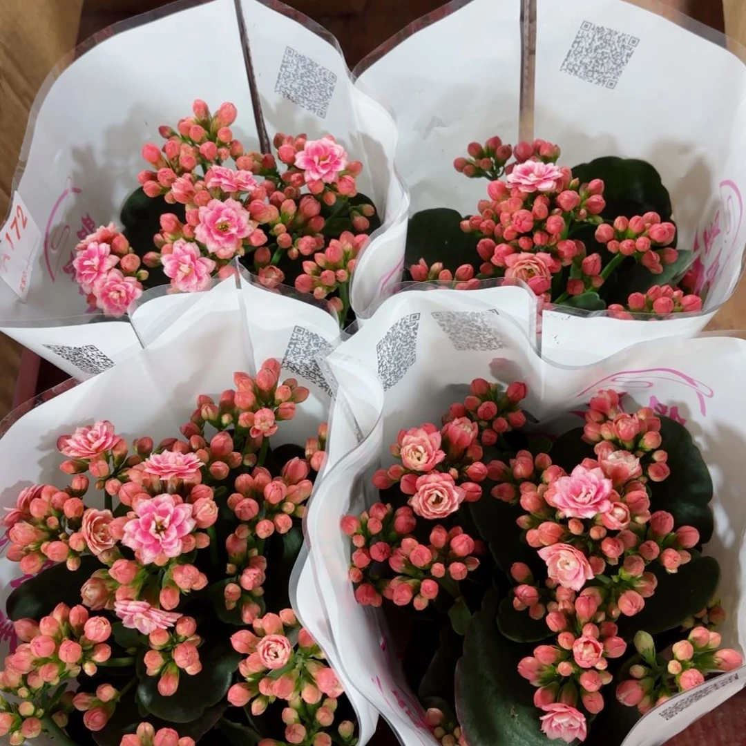 鸳鸯锦长寿花一颗
