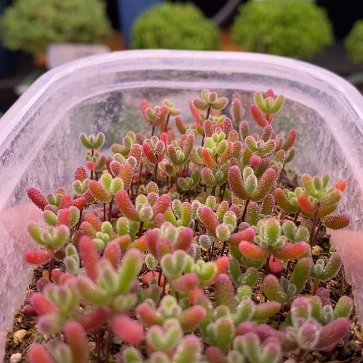 无花朵214混合切糕。