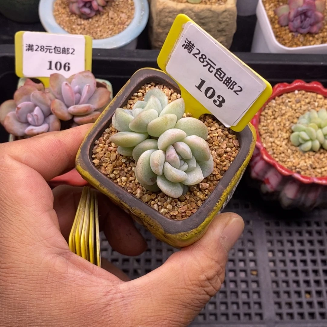 2103冰玉石化缀多肉