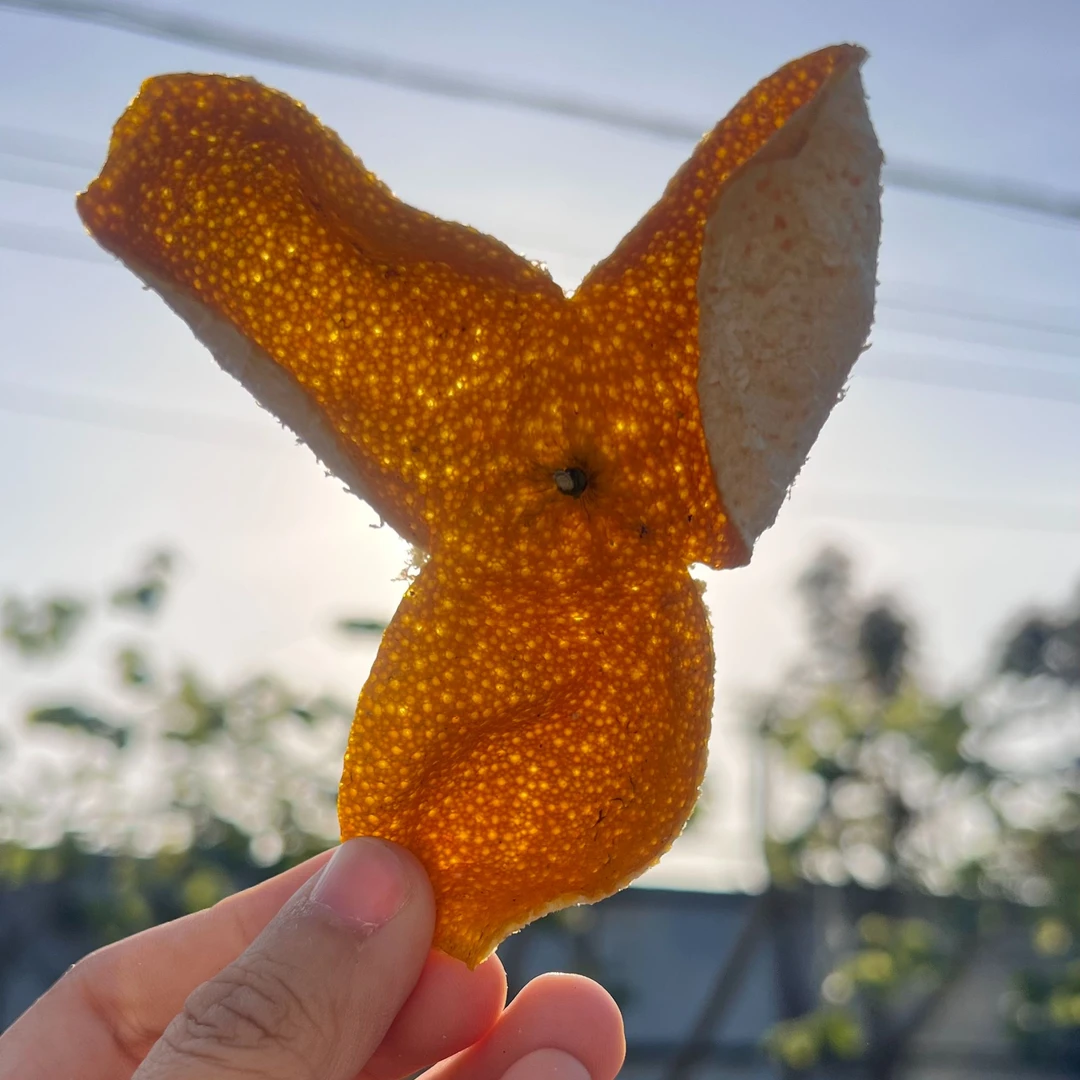 2025年天马圈枝大红 暖冬好皮  奶香清甜