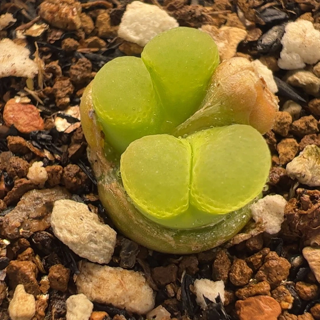 0456多肉植物百科