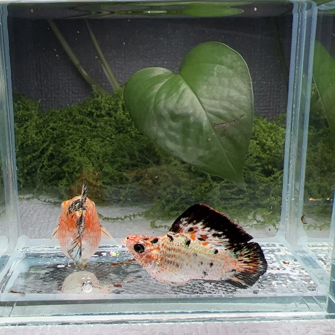 孔雀鱼三色樱花玛丽