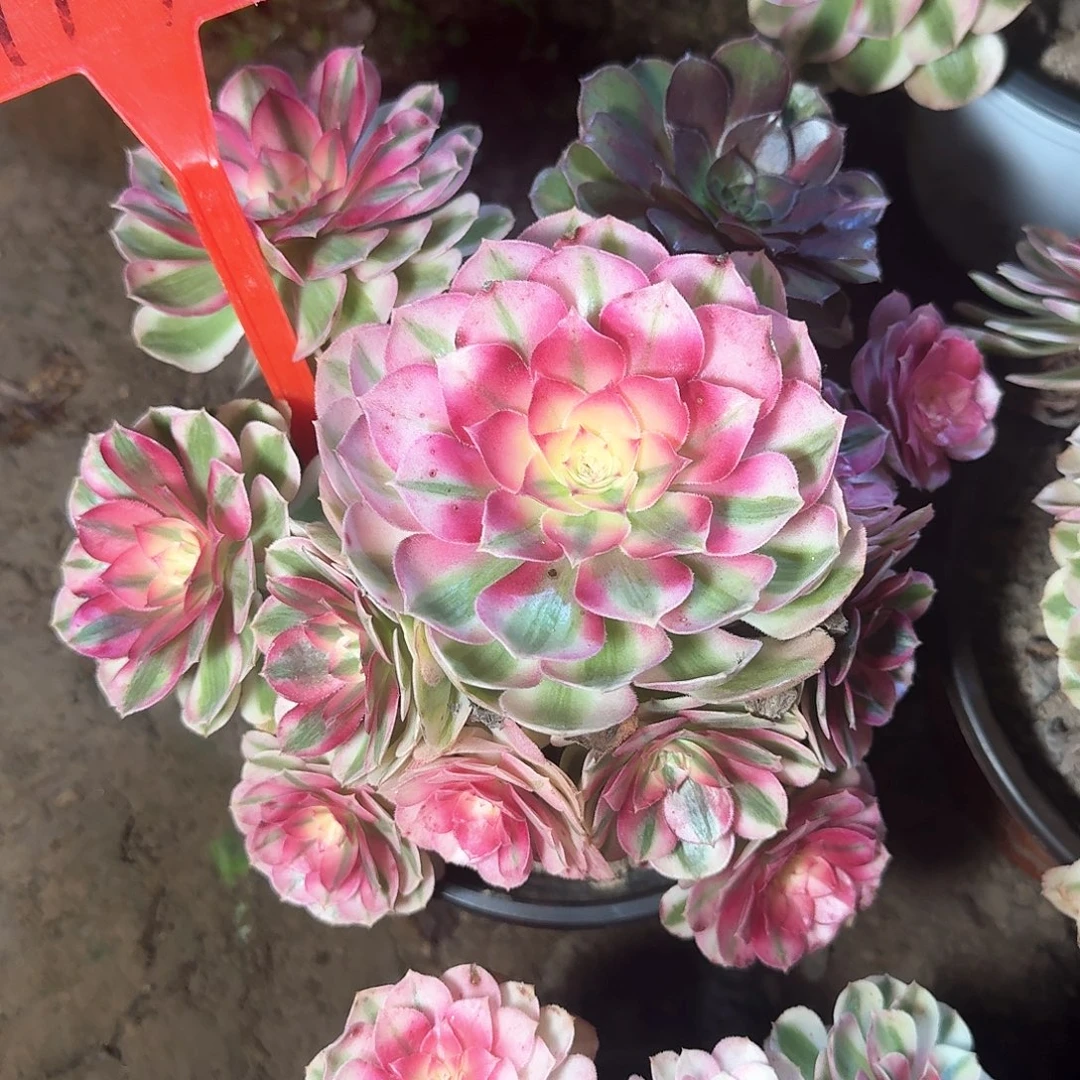 4178倾城多肉法师