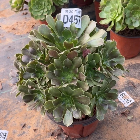 457玫瑰法师不包断枝