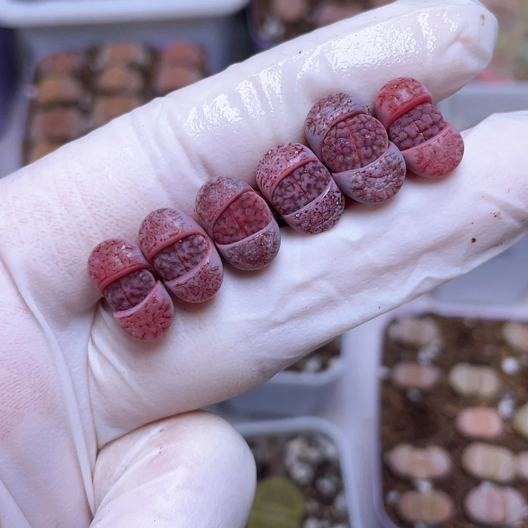 150号 阿克88888888