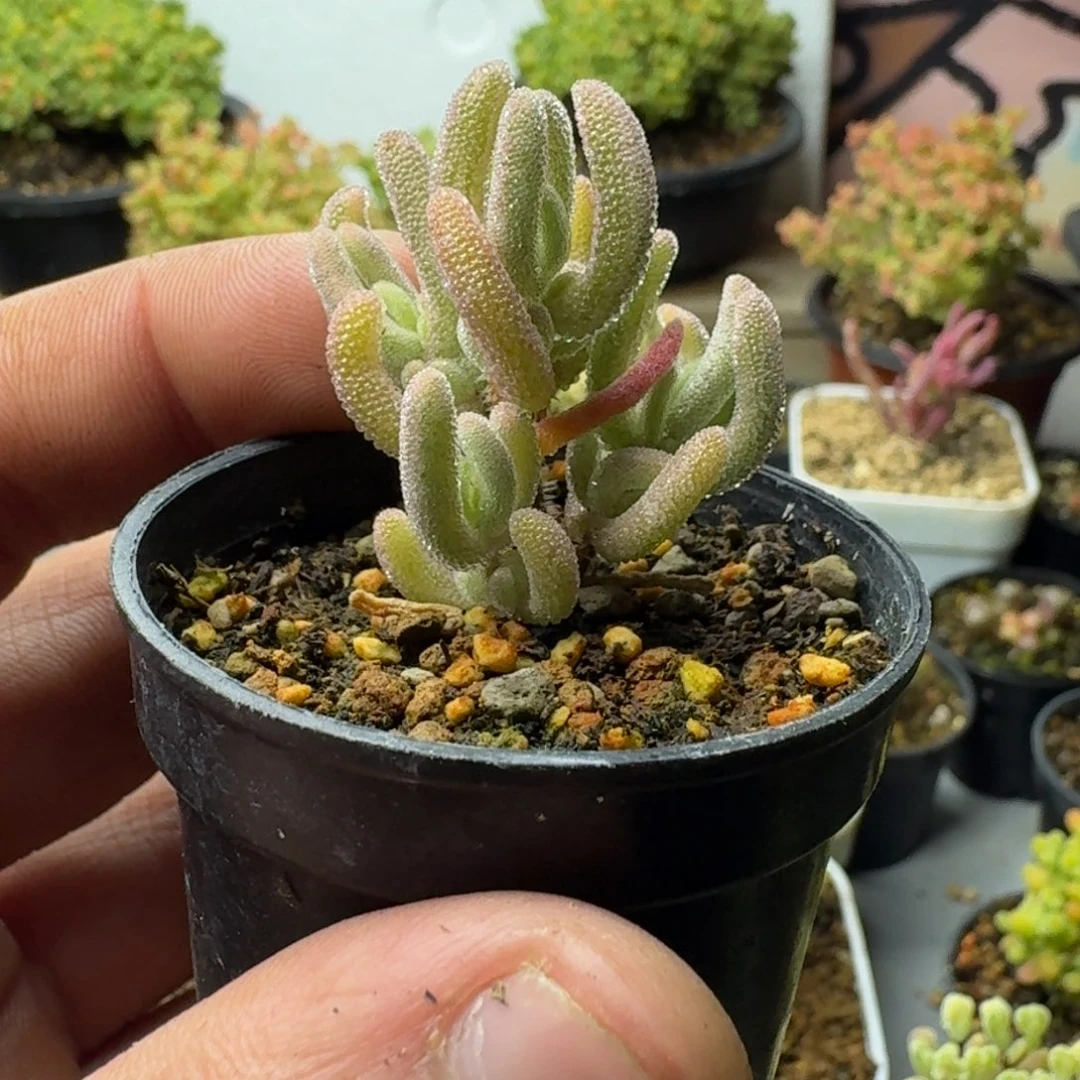 卷***鱼多肉植物枝干番杏