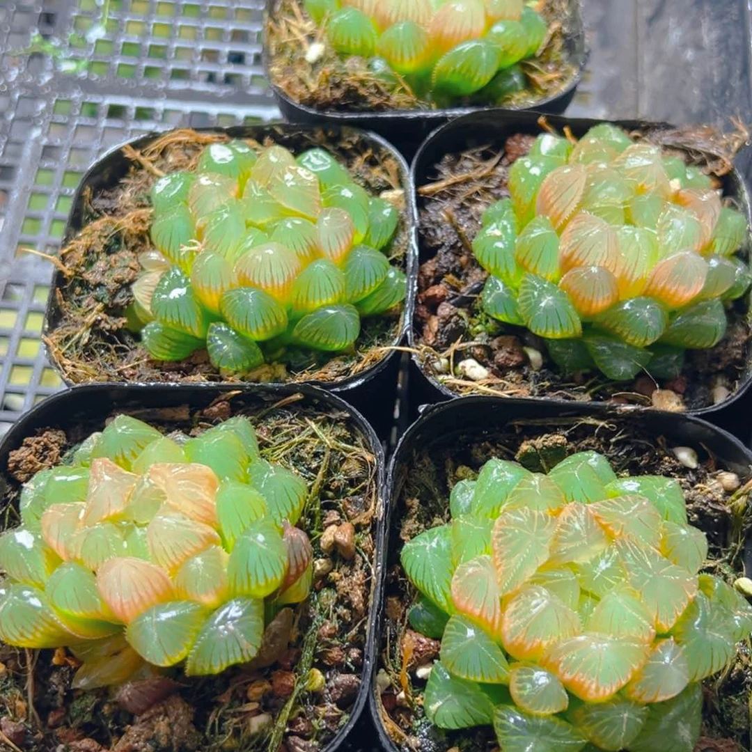 洛神玉露多肉多肉一颗