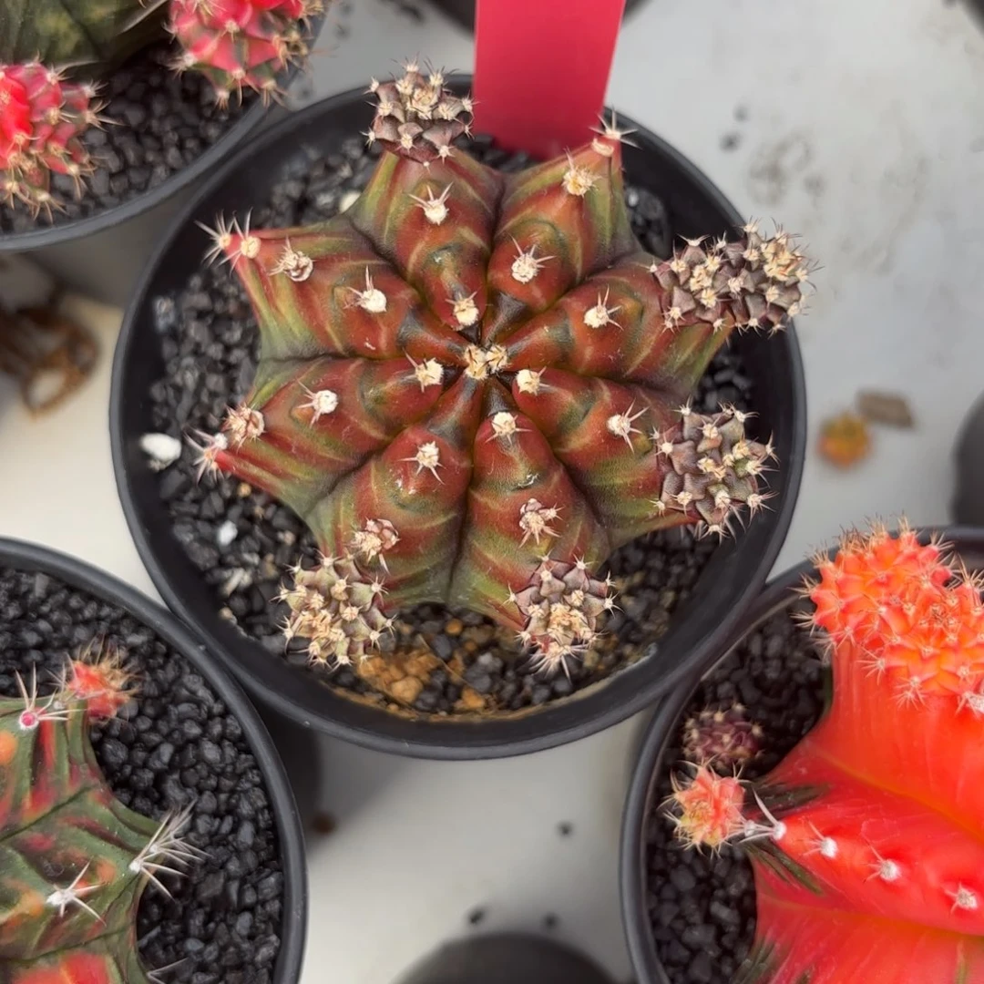 184-1128泰国发货多肉