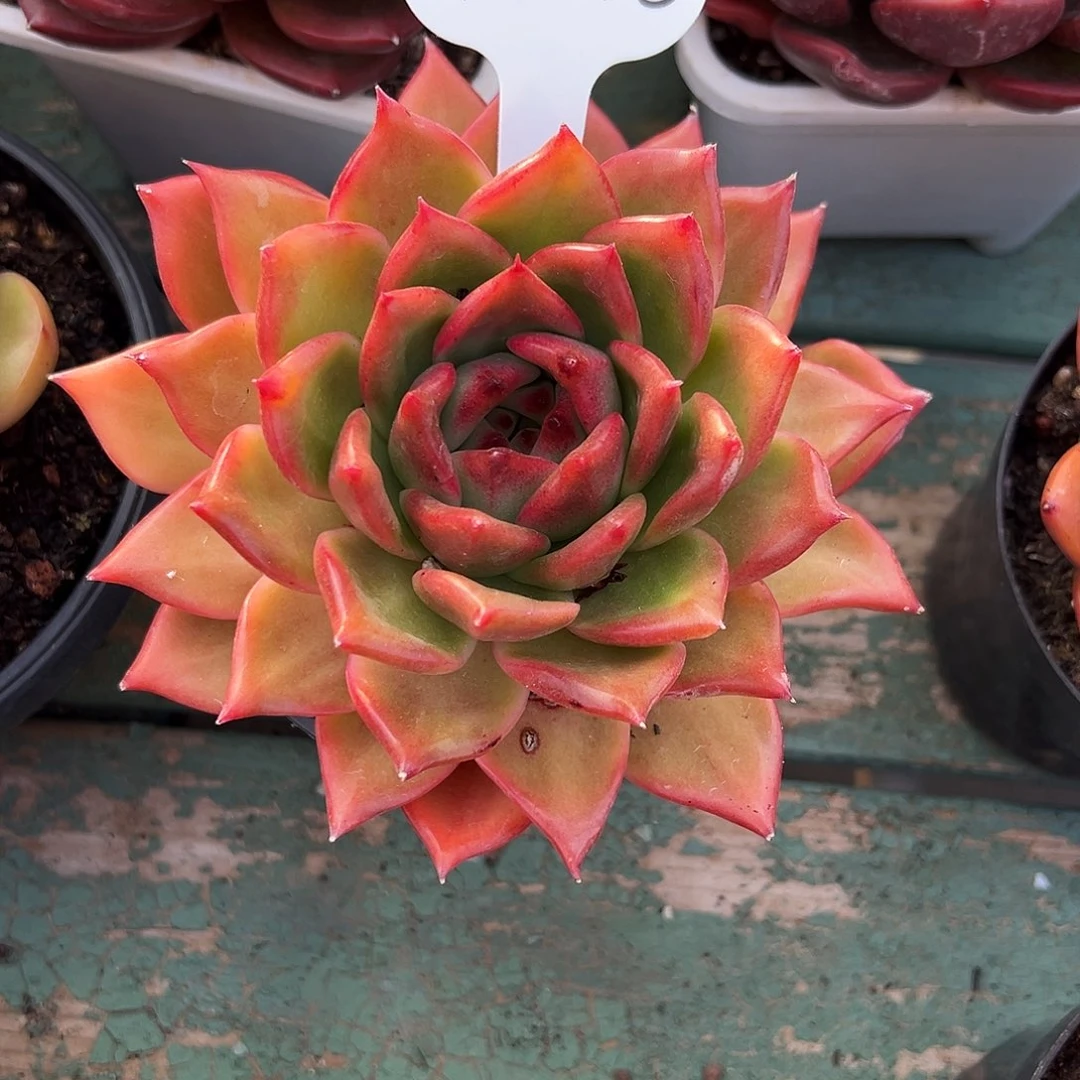 柠*** 1123-46彩色吉拉姆。