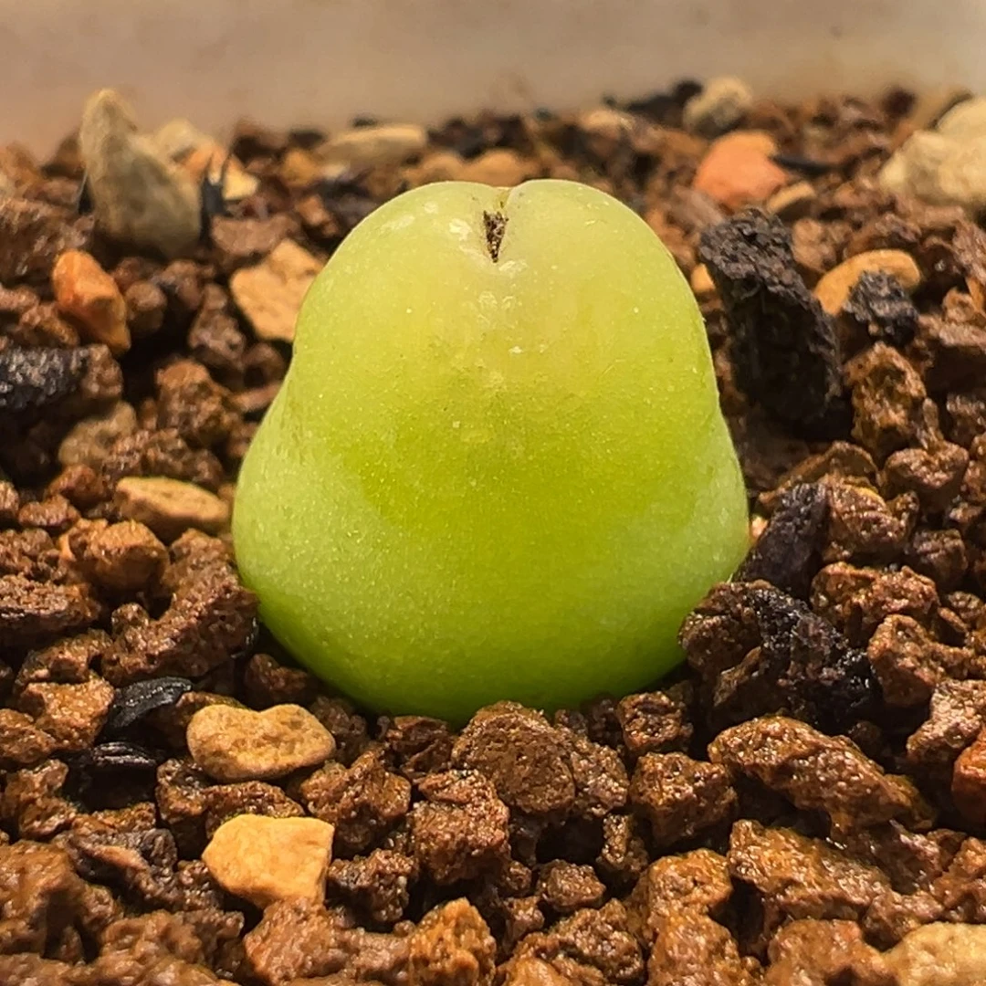 大葫芦多肉植物盆栽花卉