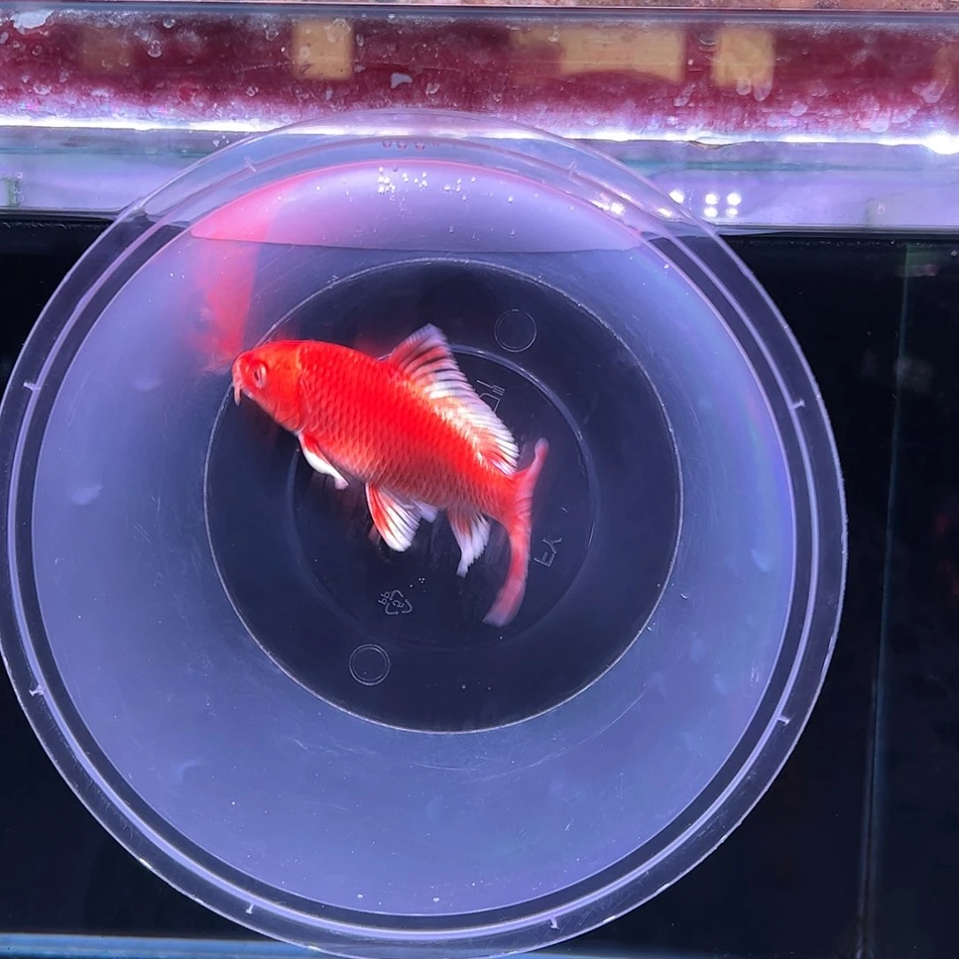 海水鱼魔蝴蝶鲤11
