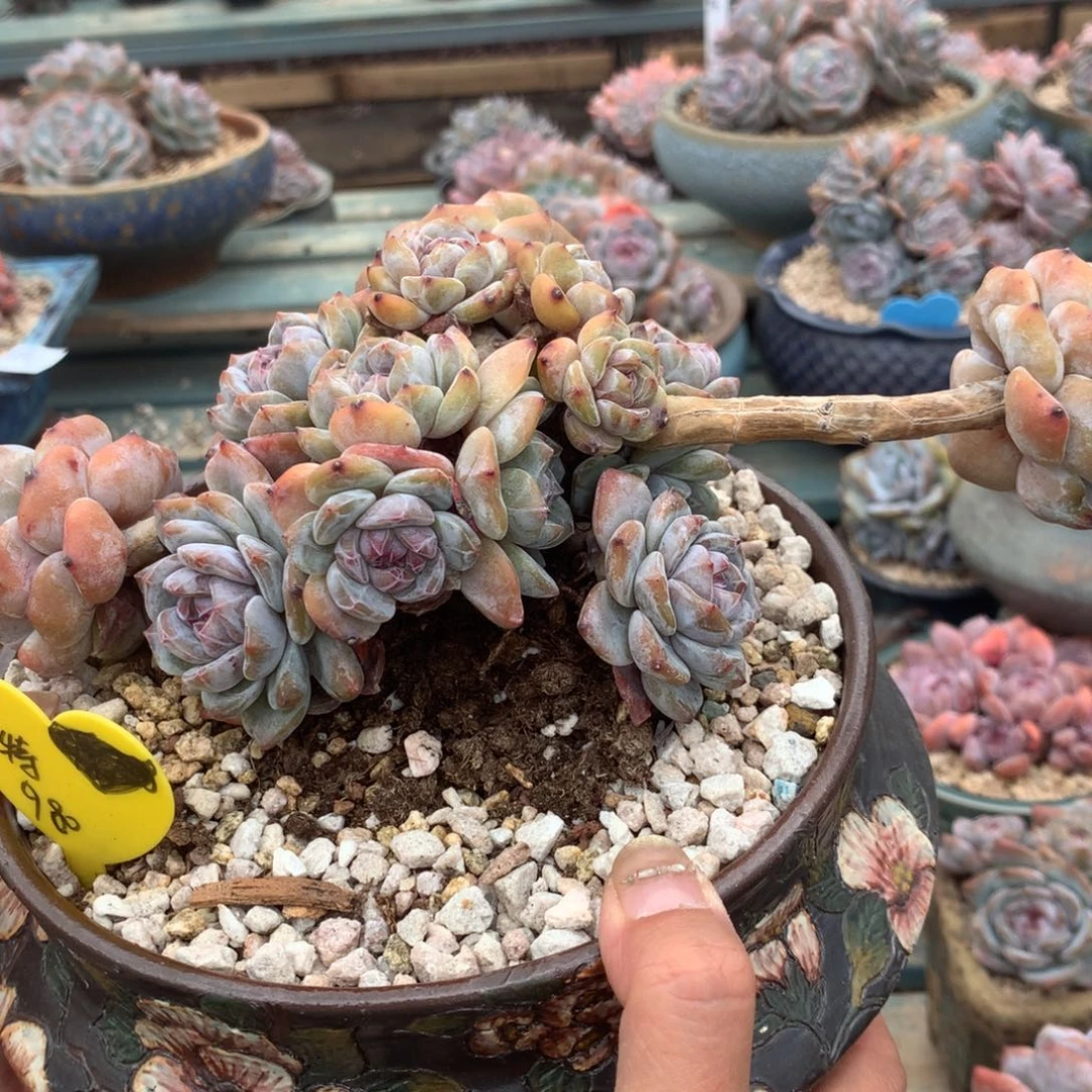 无花朵爱****馆朱朱花花花花花花花花花