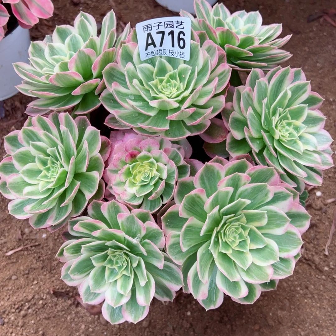 716海王尺寸23左右