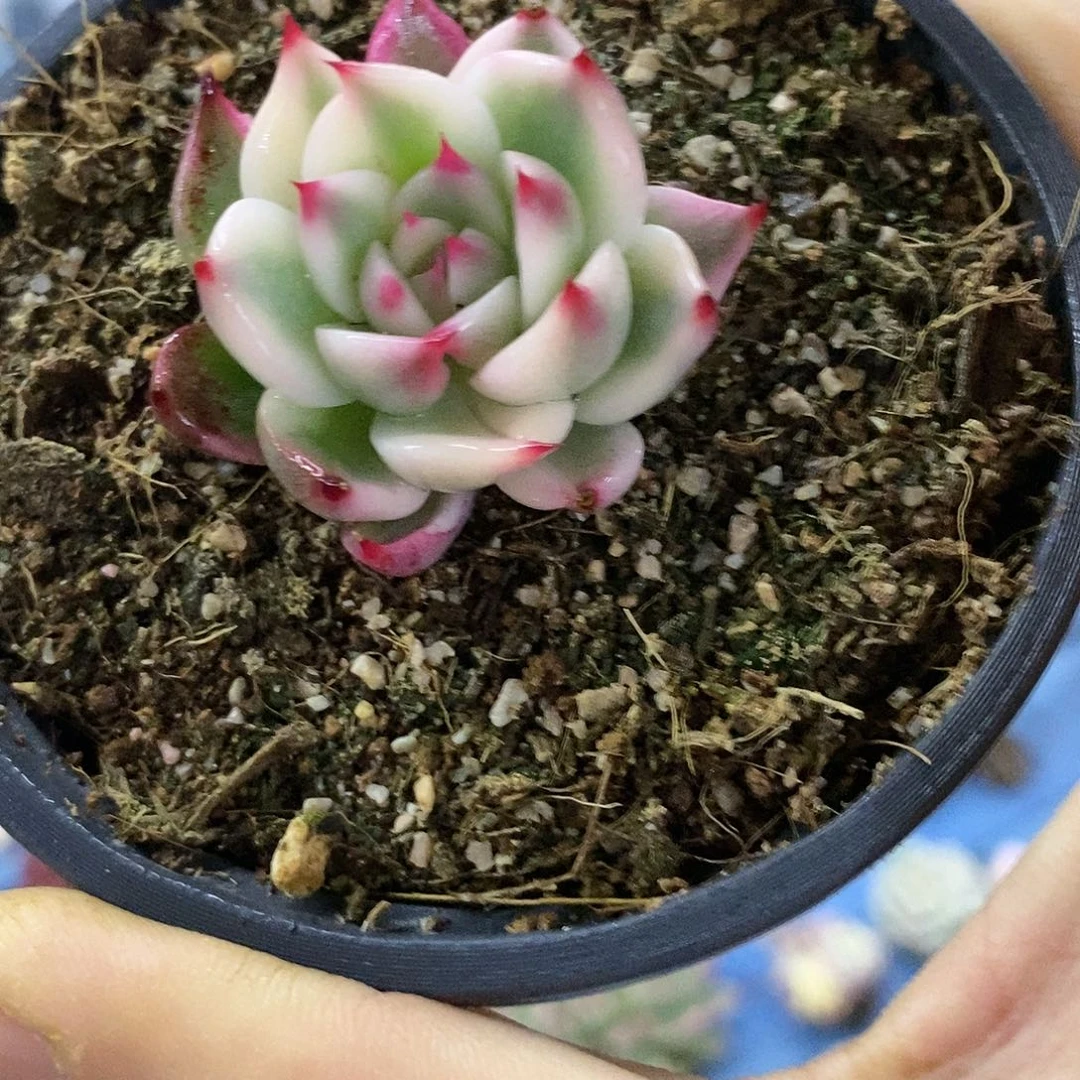 1495娃娃锦多肉植物哇啦塞