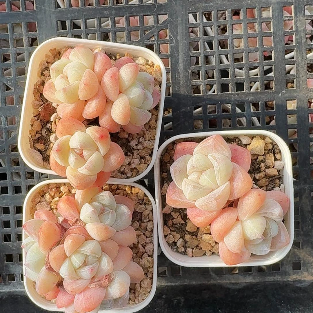 2.3.4头冰玉群生老桩