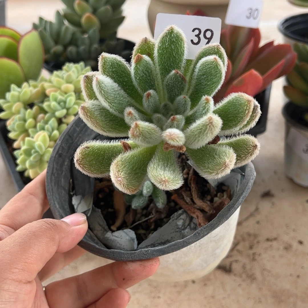 【闪购商品】白闪冠。39。11111111