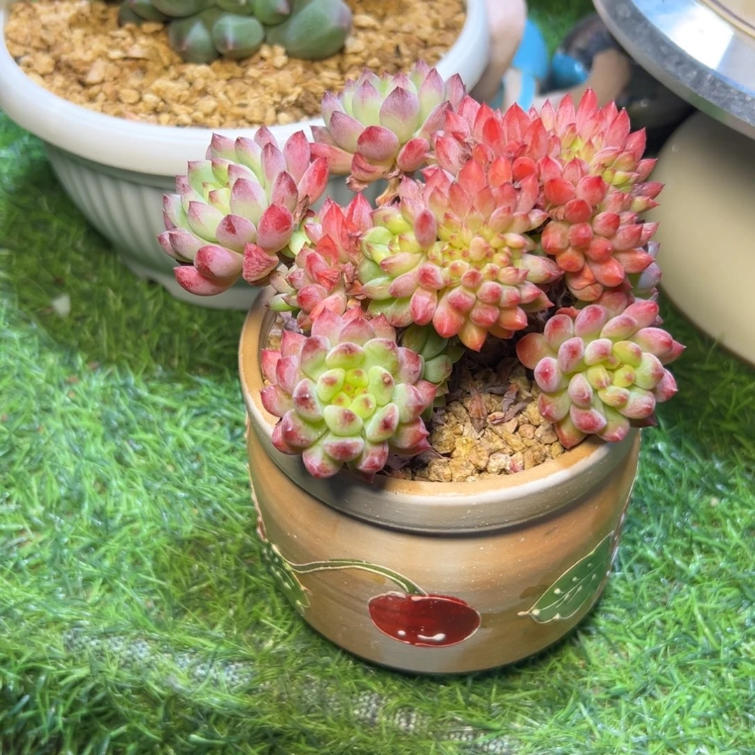 曹***胖蓝，苹果，缀，小可爱……发货……