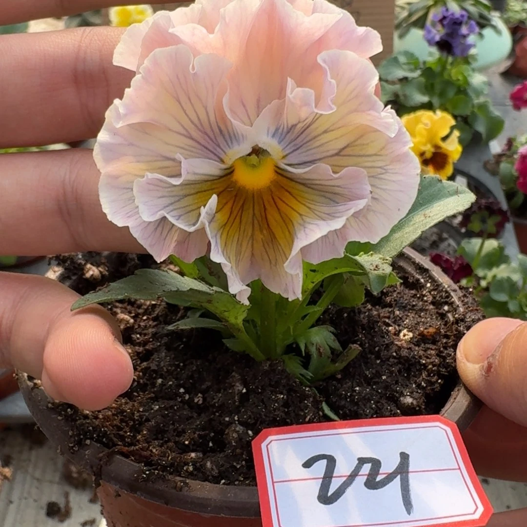 大部分花苞少量开放221