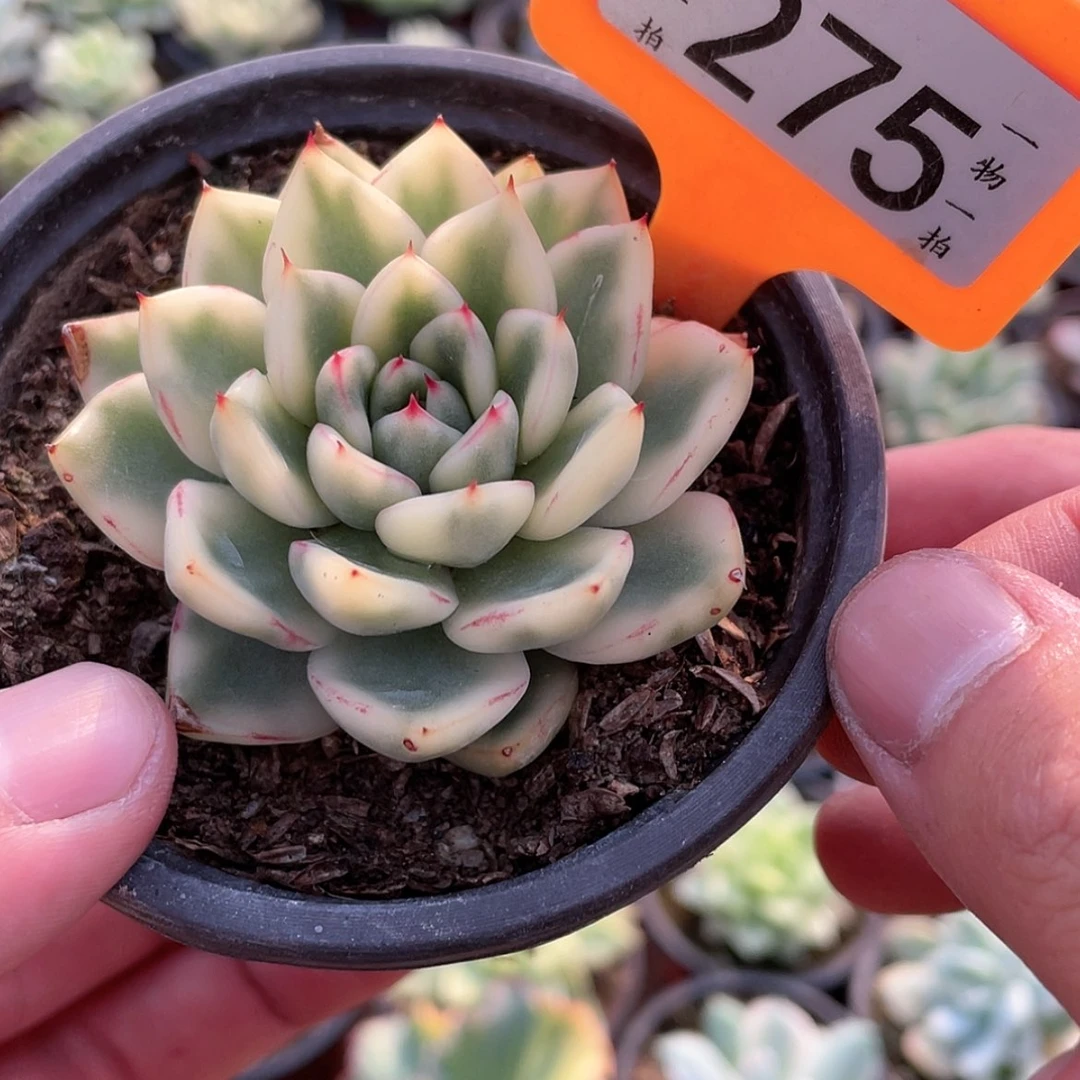 【闪购商品】无花朵刘*菡275