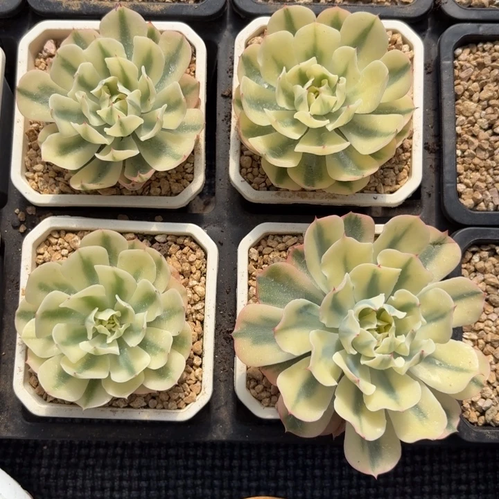 海啸一颗价格好看