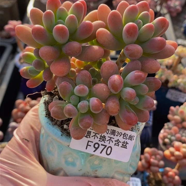 派大星9cm970多肉植物