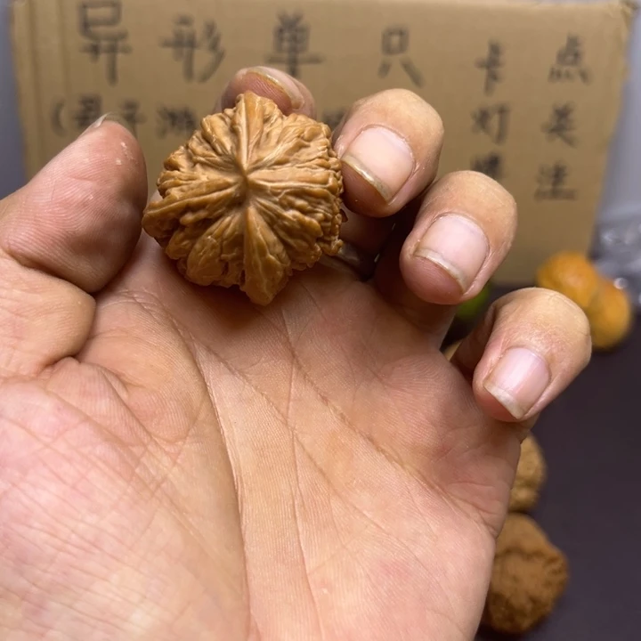 有***角菩提籽类虎头挂角