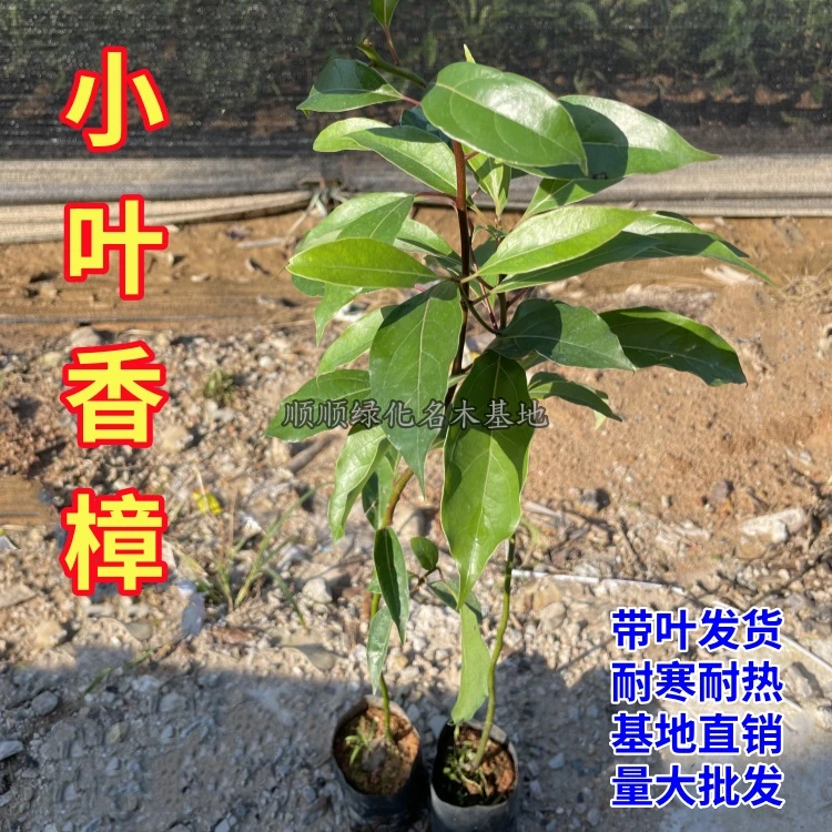 香樟树苗 驱蚊驱虫 小叶香樟木树苗 四季常绿 耐寒耐热 庭院绿化