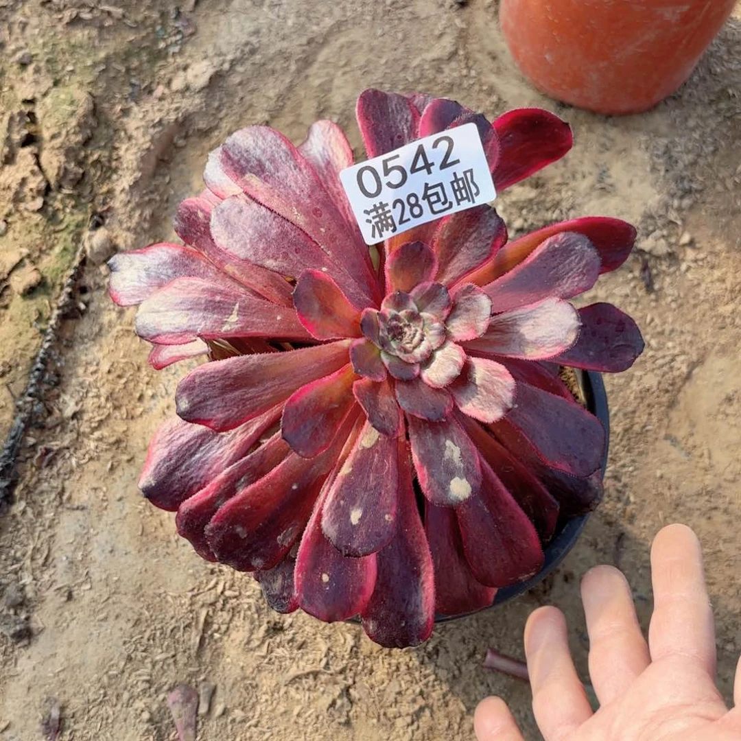 P.   0542火烧云多肉