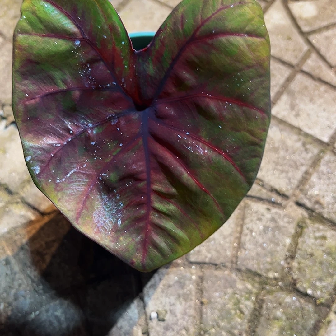 七***一完全开放6003泰彩