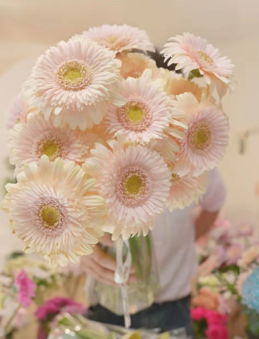 【叮铛优选】甜心粉黛-非洲菊（注意带包装醒花哦~）
