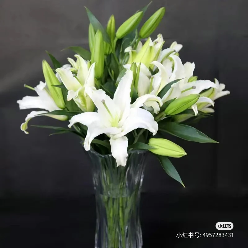 白百合多头 香水百合三支10个花苞（轻微伤，黄边不售后）