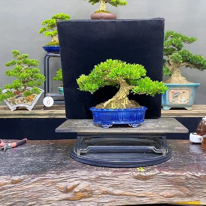 无花朵黄杨盆景四季常青