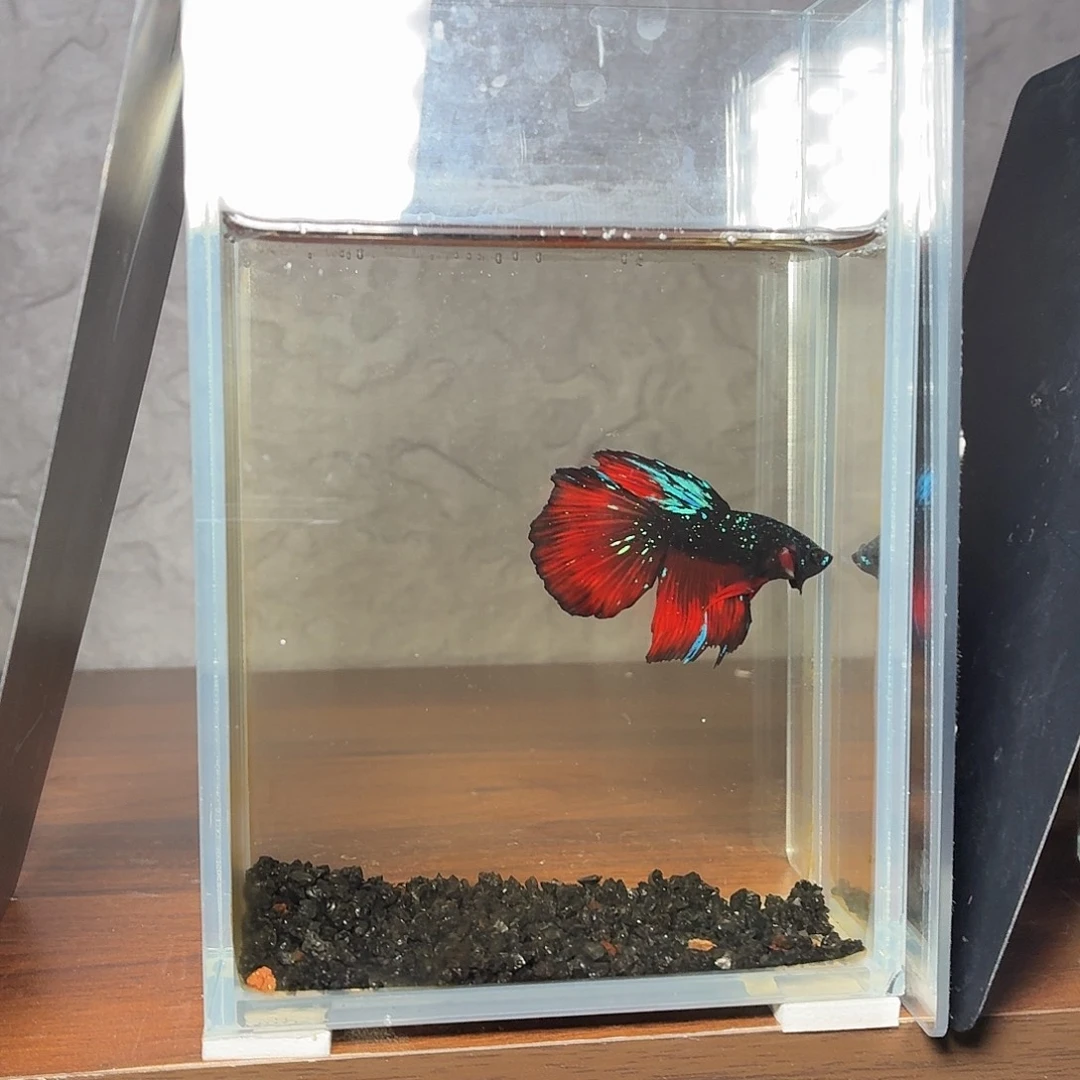 斗鱼暗黑地狱火半月