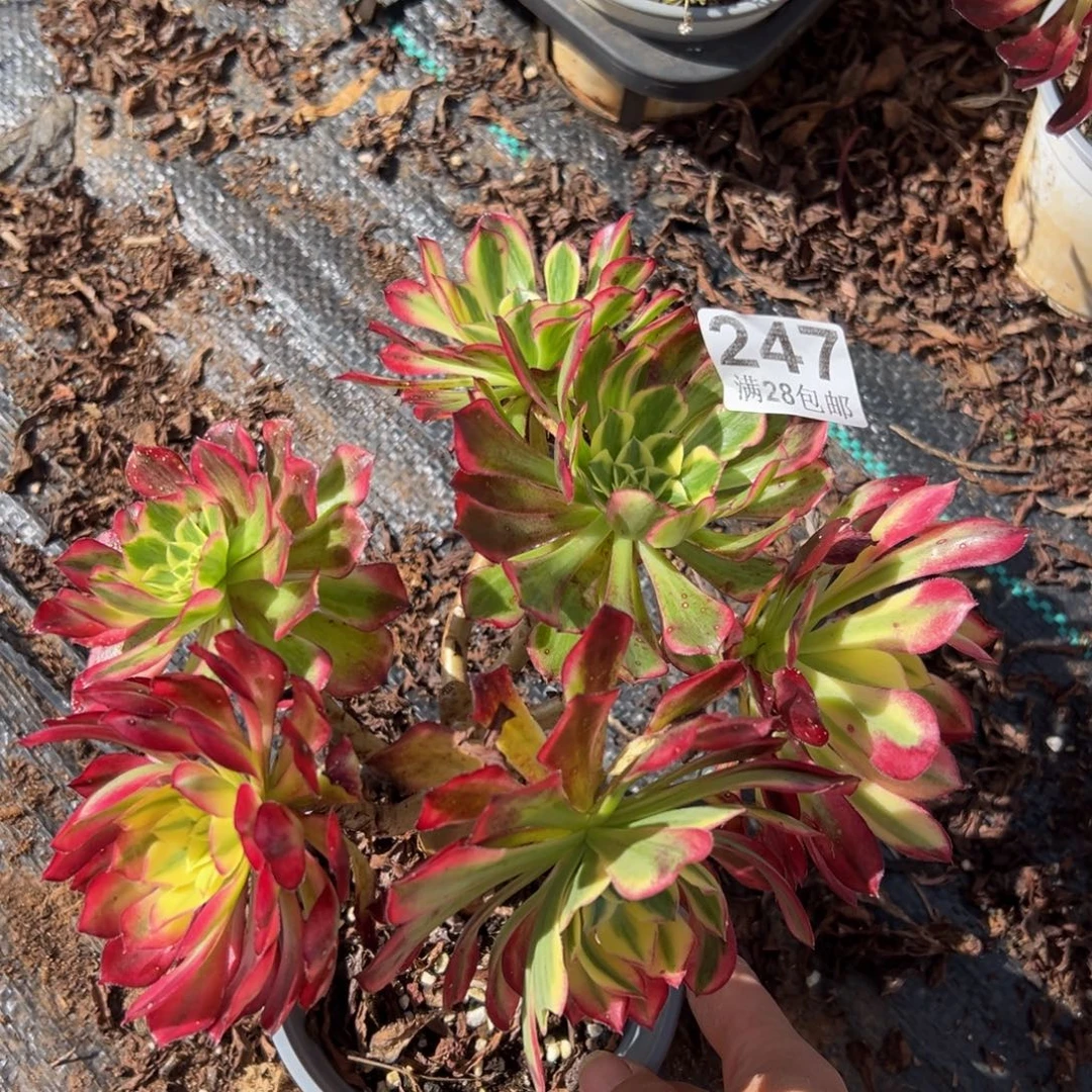 多肉植物247天和的