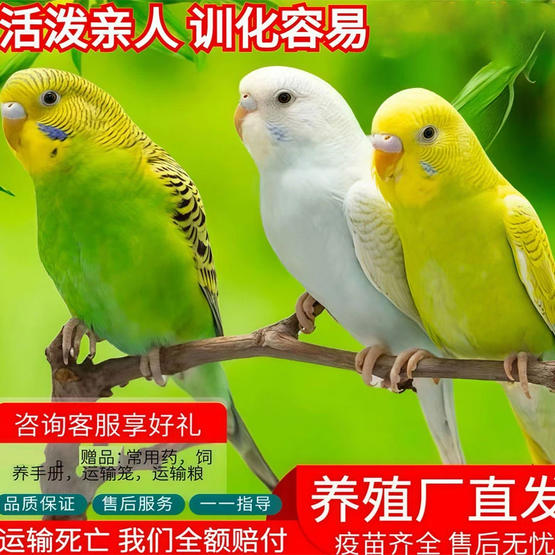 L虎皮鹦鹉活鸟手养宠物鸟可上手亲人适合家养观赏