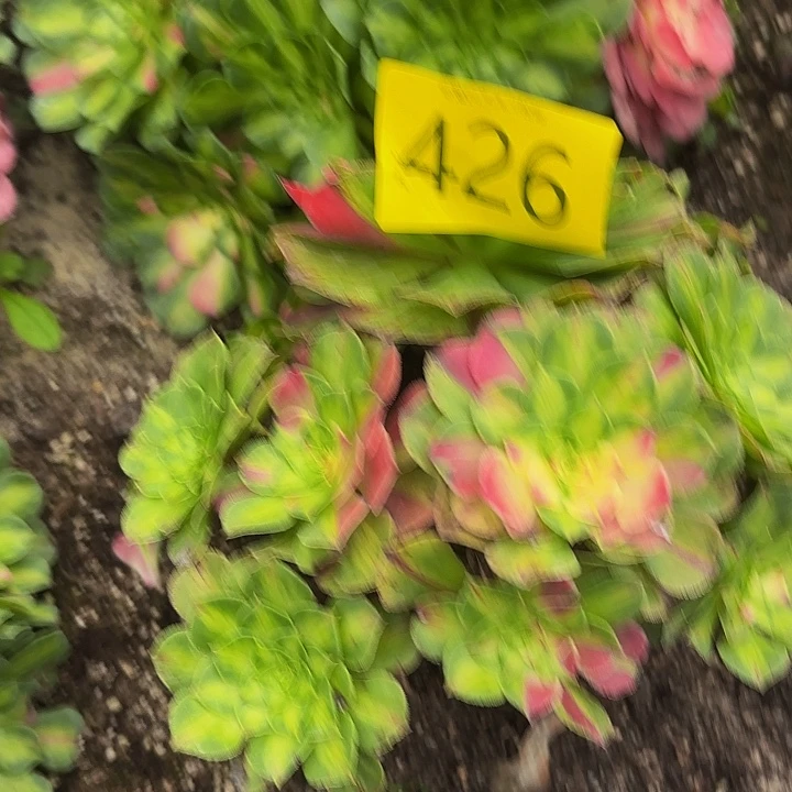 多肉植物福利426个