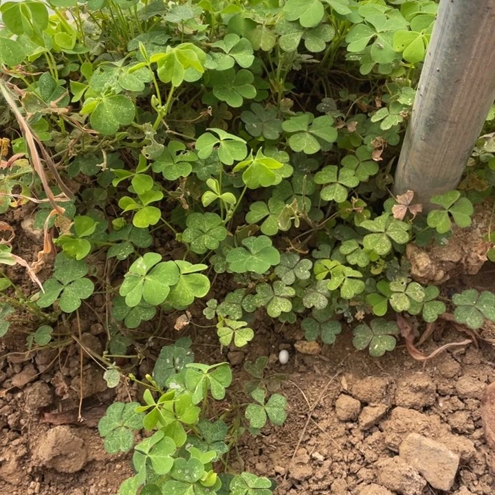 荣***姐无花朵寄养链接寄养