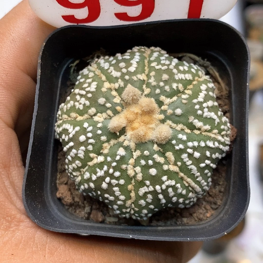 991泰奇南瓜海星福利了