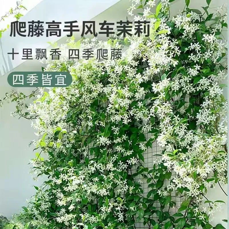风车茉莉花盆栽大苗长藤络石藤垂丝爬藤花卉庭院阳台植物四季绿植