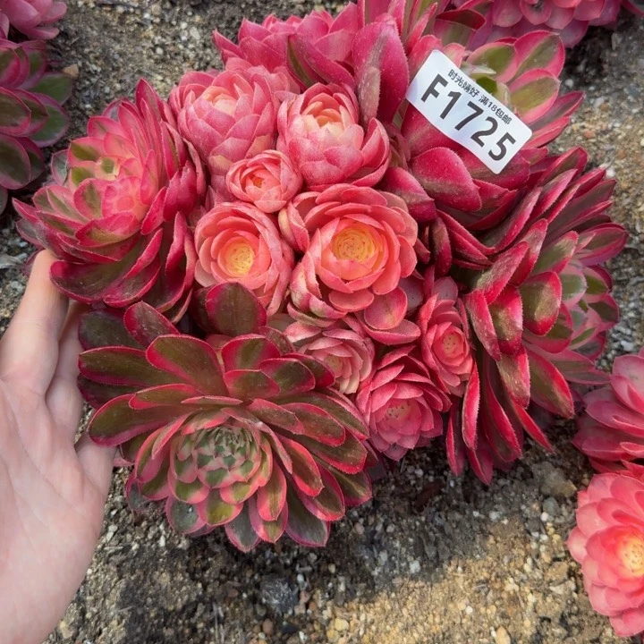 1725荔枝。多肉植物