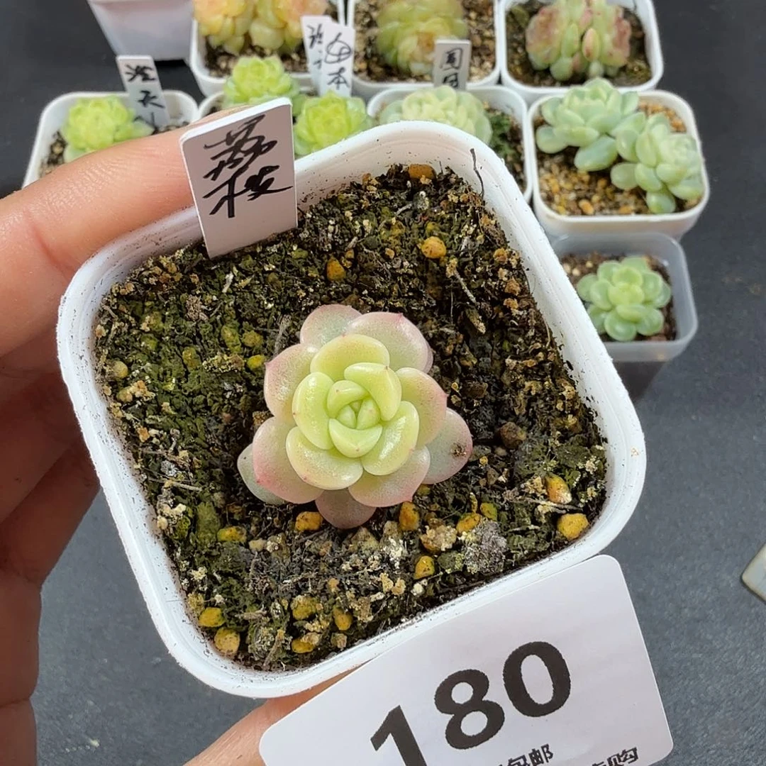 荔枝单头一物一拍180