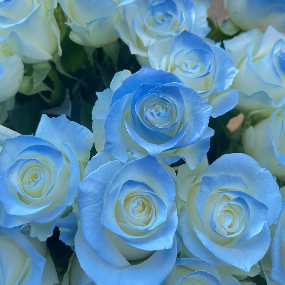 【碎冰蓝玫瑰5枝+洋桔梗1把+向日葵2枝+尤加利叶】