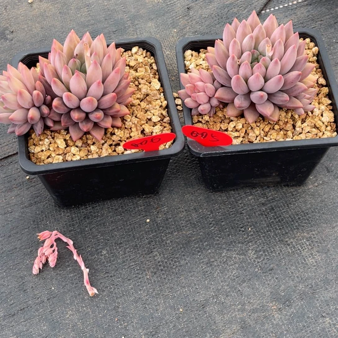 随*不知名，005，006