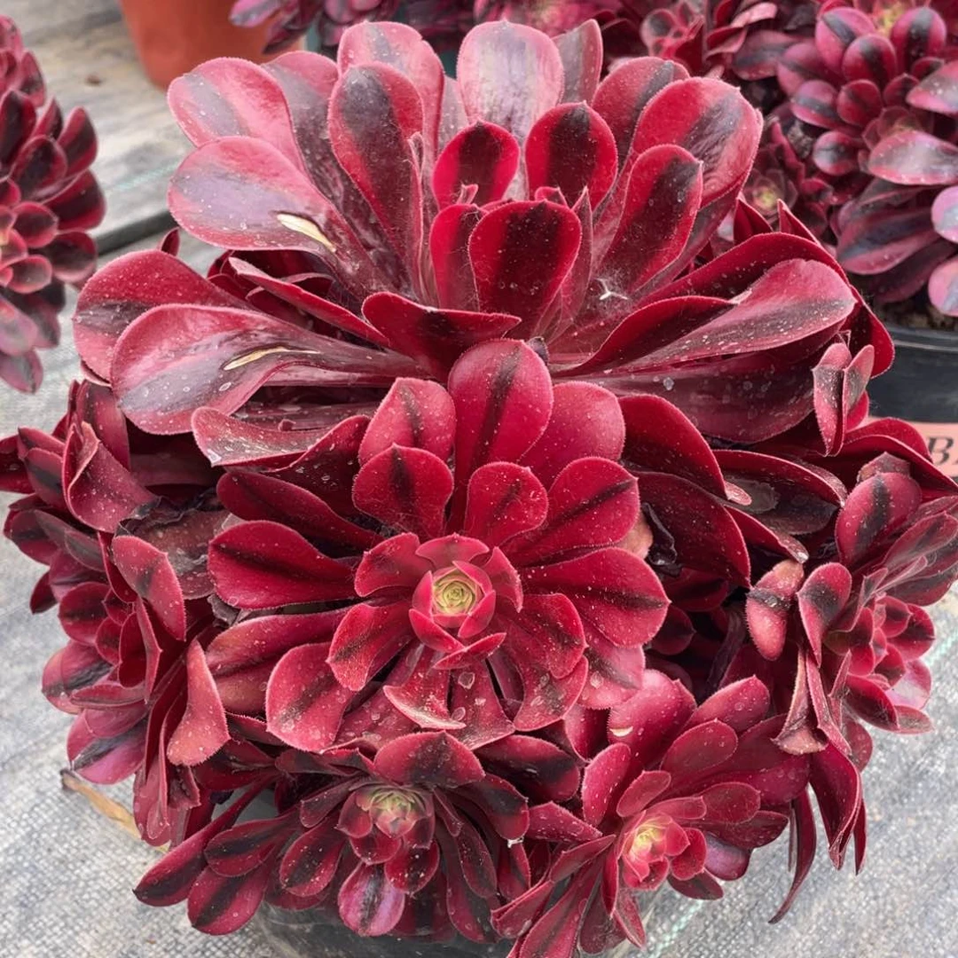 666美杜莎精品法师多肉