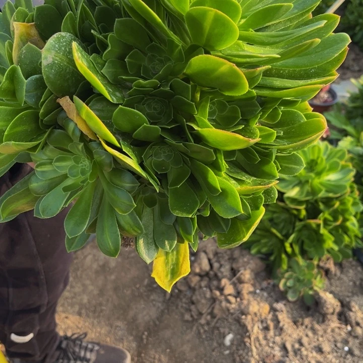 453翡翠琉璃量多肉法师不包断枝