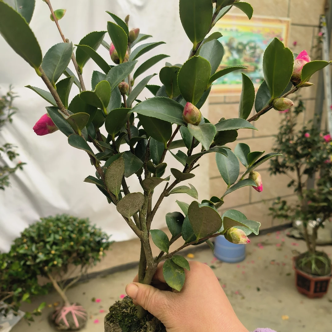 带花苞茶梅盆栽花期长花量大好养易活