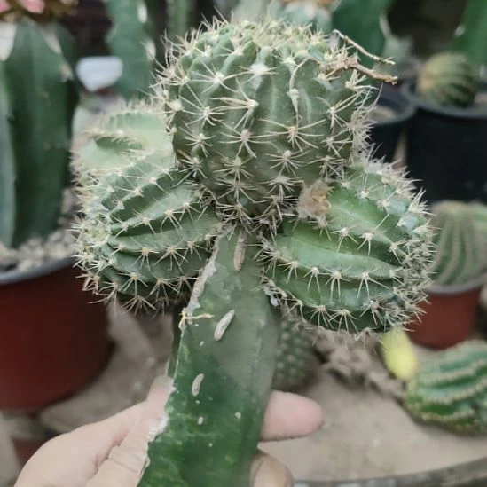 仙人球丽花火凤群特价