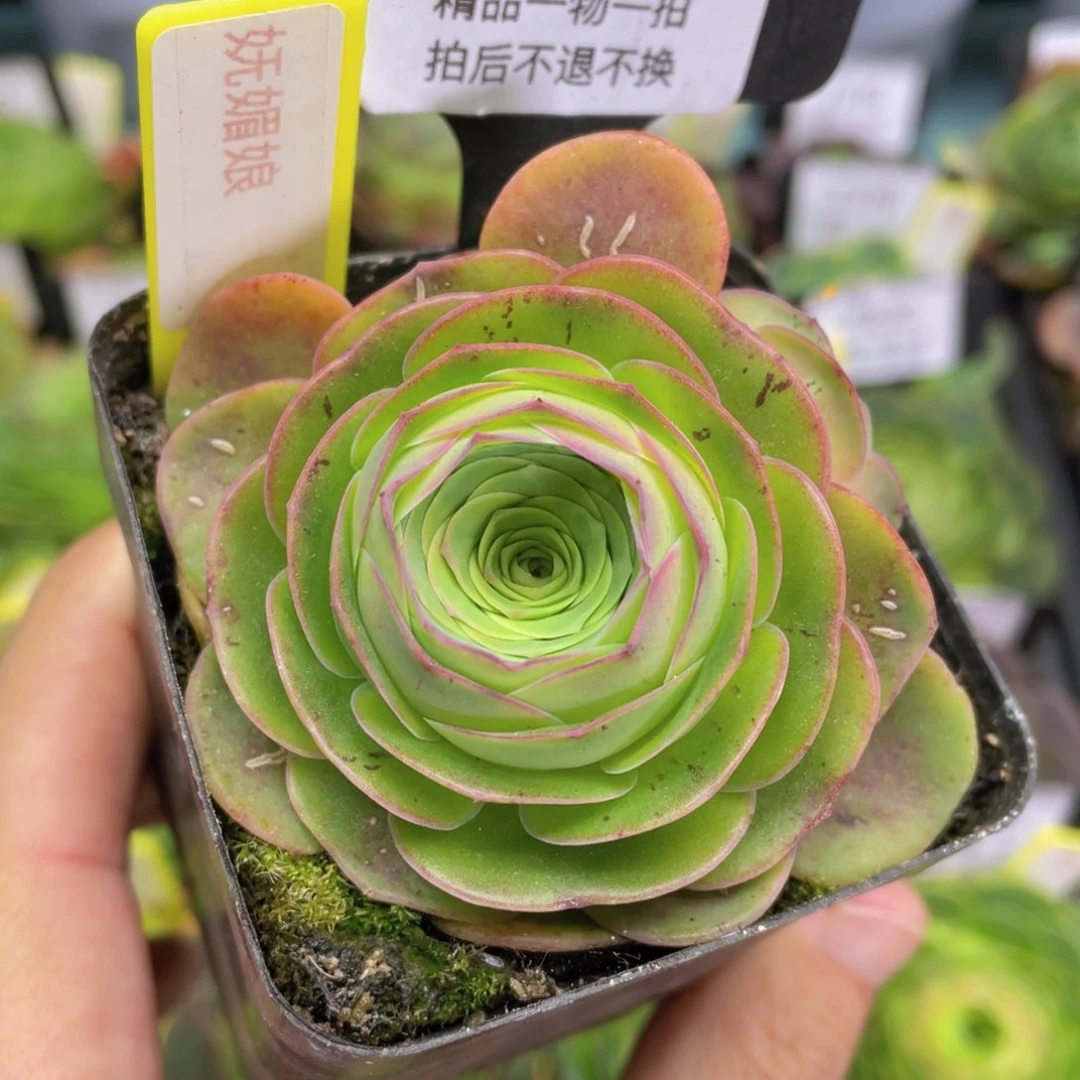 向**花妩媚娘156一物一拍